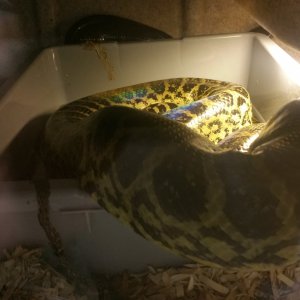 11 Ft Female Yellow Anaconda
