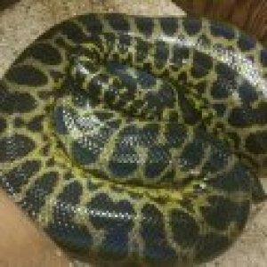 10 to 11 Foot Female Yellow Anaconda