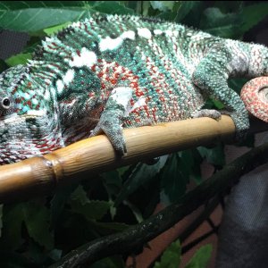 Panther Ambilobe 12 months Panther Chameleon male