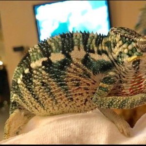 Panther Ambilobe 12 months Panther Chameleon male