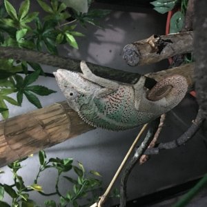 Panther Ambilobe 12 months Panther Chameleon male