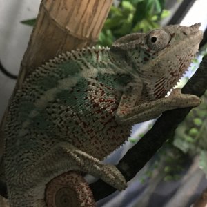Panther Ambilobe 12 months Panther Chameleon male