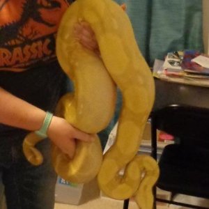 Proven Kahl Strain Albino Columbian Boa