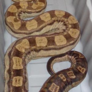 Proven Motley 100% Het Kahl Strain Albino Columbian Boa