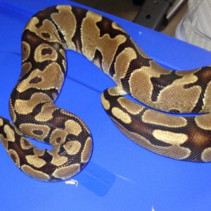 Proven normal female Ball Python