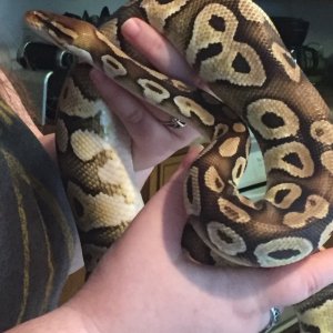 Male Pastave Ball Python