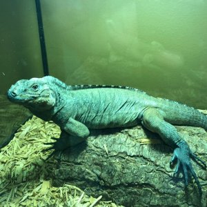 2.5 Year Old Male Rhino Iguana for sale