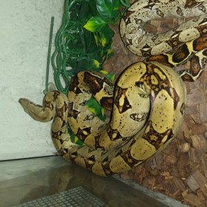 Normal Boa