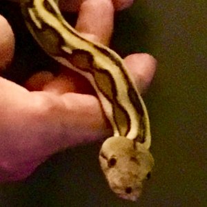 Morgan...my Platinum Tiger Retic