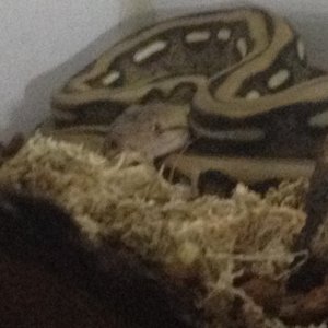 Morgan...my Platinum Tiger Retic