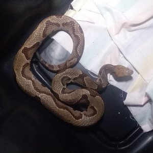 Stripped Morph Copperhead. !!!!!