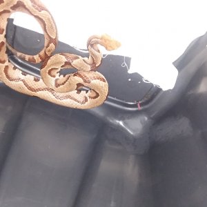 Stripped Morph Copperhead. !!!!!