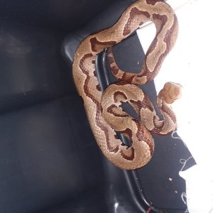 Stripped Morph Copperhead. !!!!!