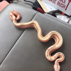 Sunglow, motley, het leopard