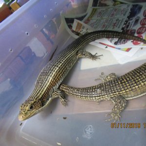 Sudan Plated Lizard
