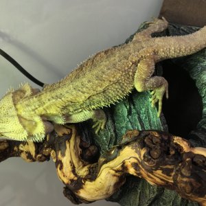 Adult Bearded Dragon