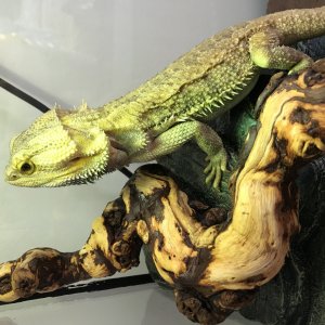 Adult Bearded Dragon
