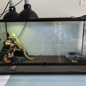 Adult Bearded Dragon