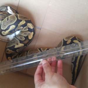Normal female ball python