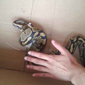 Normal female ball python