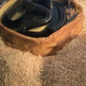 Adult Black mexican kingsnake 3yrs old