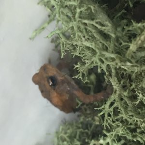 Fowlers Toads (A, B)