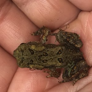 Fowlers Toads (A, B)