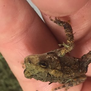 Fowlers Toads (A, B)