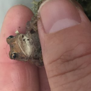 Fowlers Toads (A, B)