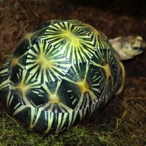 Radiata turtles available sales , delivery in hamm possible , email , turtl