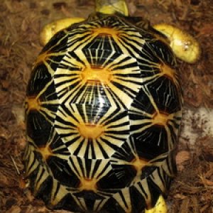 Radiata turtles available sales , delivery in hamm possible , email , turtl