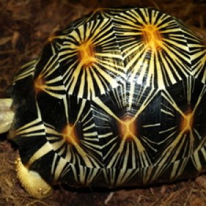 Radiata turtles available sales , delivery in hamm possible , email , turtl
