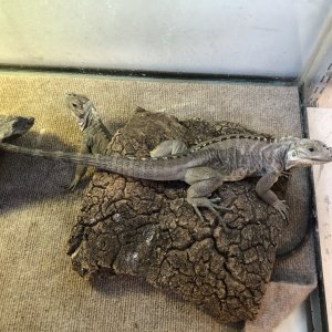 Rhino Iguanas