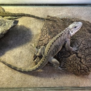 Rhino Iguanas
