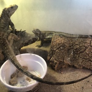 Rhino Iguanas