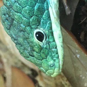 Black Eyed Abronia Gramenia