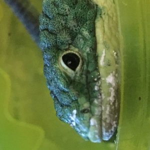 Black Eyed Abronia Gramenia