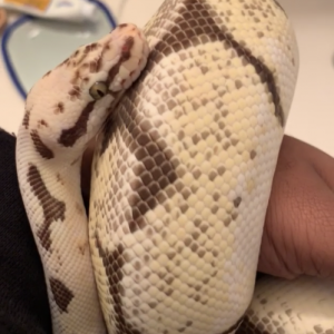 Adult Female Bumblebee Ball Python