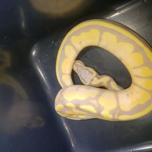 Banana bumblebee plus het pied male