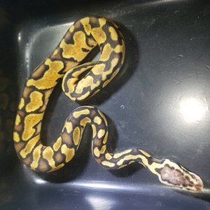 Pastel het clown male possible blade
