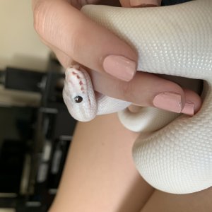 Super Mojave Female for Sale