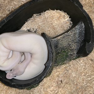 Super Mojave Female for Sale