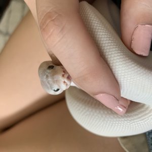 Super Mojave Female for Sale