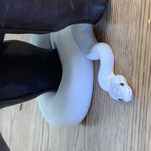 Super Mojave Female for Sale