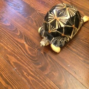 Bill's Radiated Tortoises