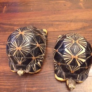 Bill's Radiated Tortoises