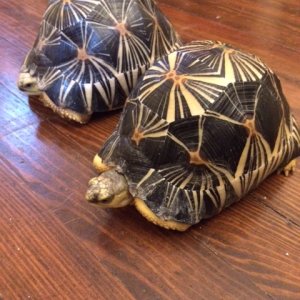 Bill's Radiated Tortoises