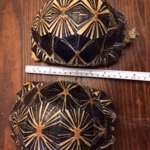 Bill's Radiated Tortoises
