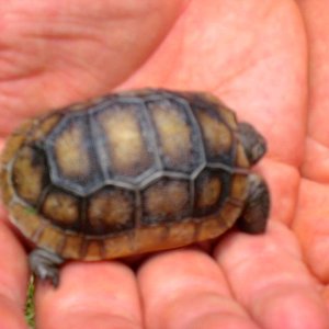 ALDABRAMAN