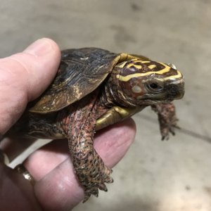 Rhynoclemmys rubida perixantha male